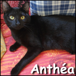 Anthéa 2