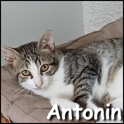 Antonin