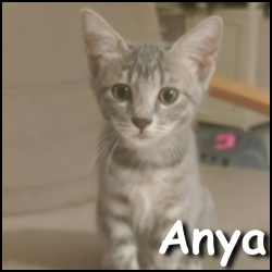 Anya