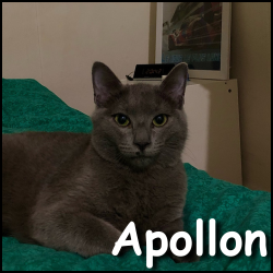 Apollon