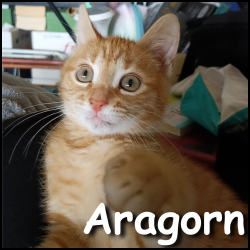 Aragorn Aragorn