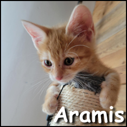 Aramis
