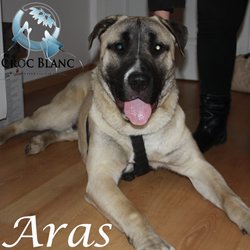 Aras