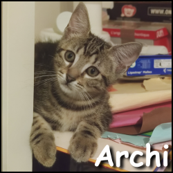 Archi