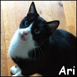 Ari