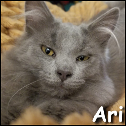 Ari