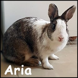Aria