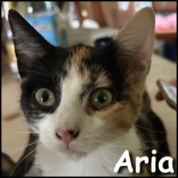 Aria
