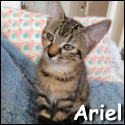 Ariel