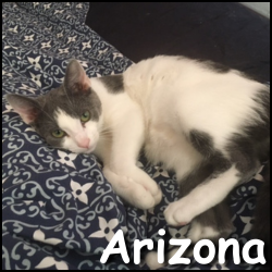 Arizona E