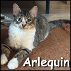 Arlequin