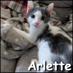 Arlette