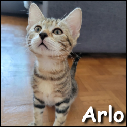 Arlo