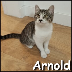 Arnold