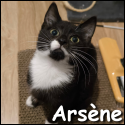 Arsène