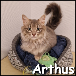 Arthus