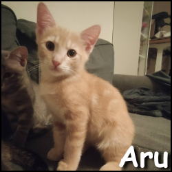 Aru