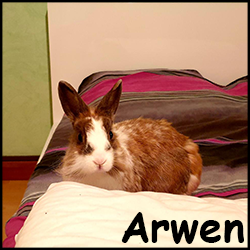 Arwen 2