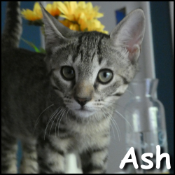 Ash