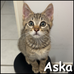 Aska