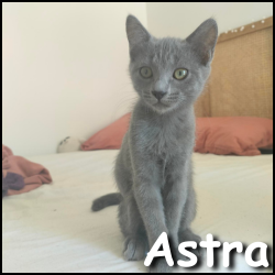 Astra