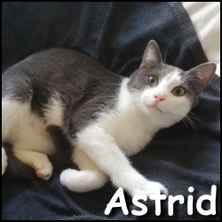 Astrid 2