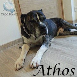 athos