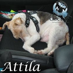 Attila