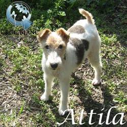 Attila