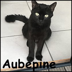 Aubepine