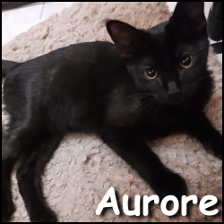 Aurore
