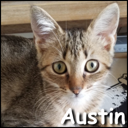 Austin