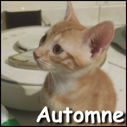 Automne