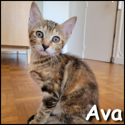 Ava