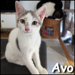 Avo
