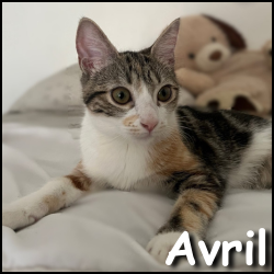 Avril2