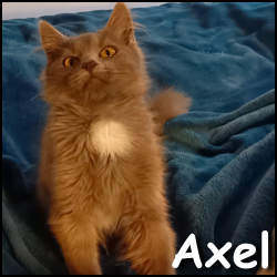 Axel