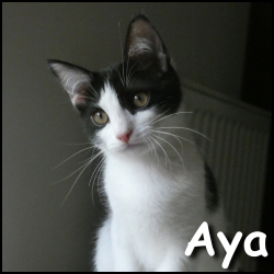 Aya