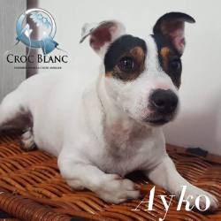 Ayko1