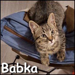 Babka