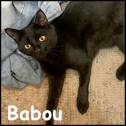 Babou