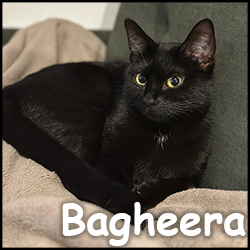 Bagheera