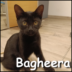Bagheera Bagheera