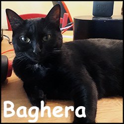 Baghera