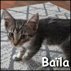 Baïla