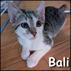 Bali