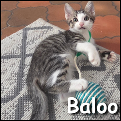Baloo