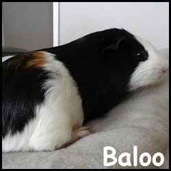 Baloo