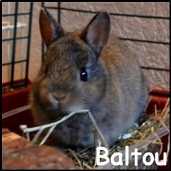Baltou