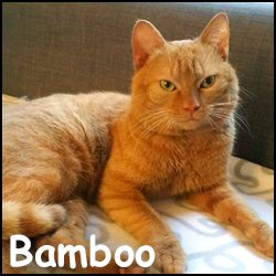 Bamboo